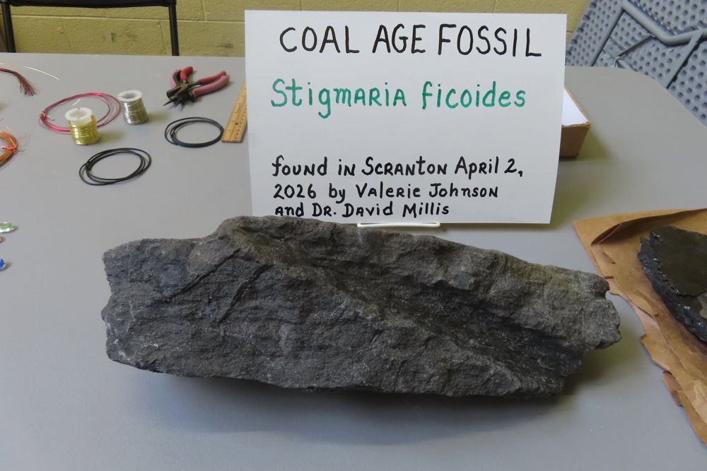 Coal-age fossil Stigmaria ficoides found in Scranton, displayed with a handwritten card at a club meeting