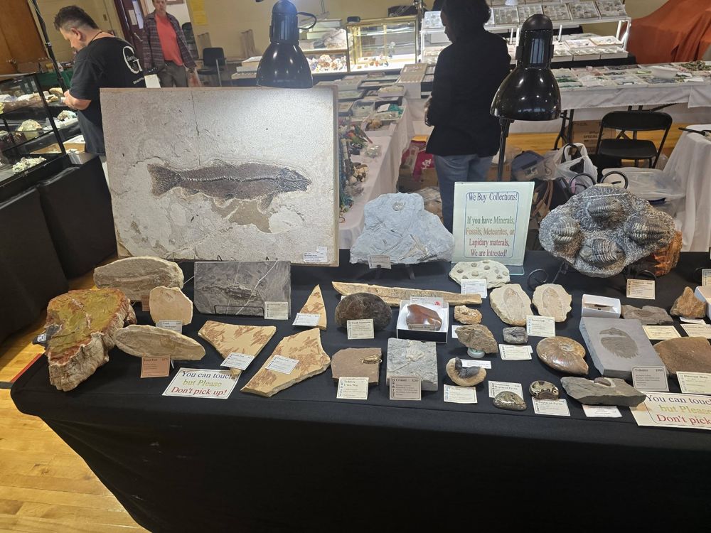 A dealer's table covered in labeled fossils and petrified wood, with a large fossil fish plate at the back