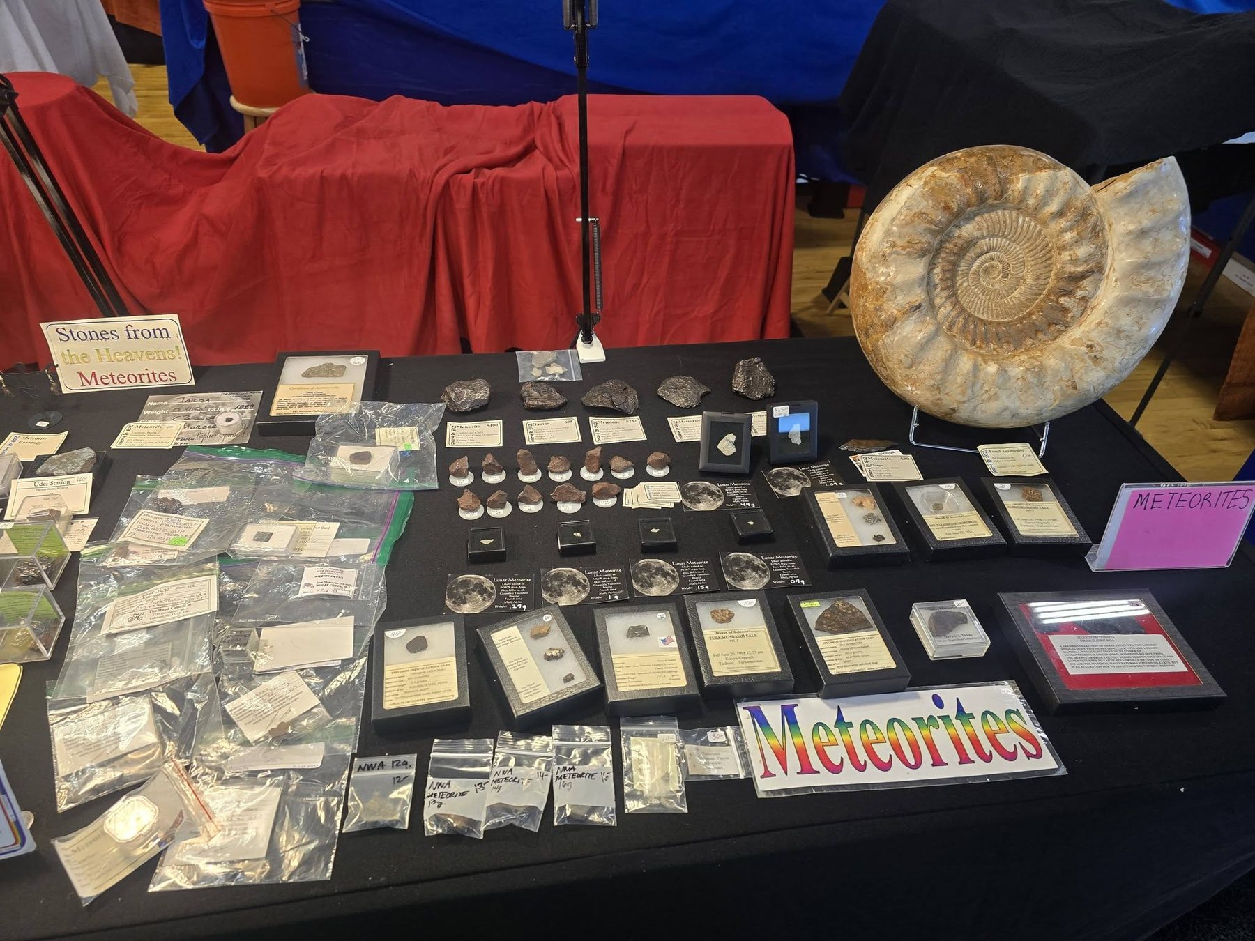 A display table of labeled mineral and fossil specimens from a member's collection