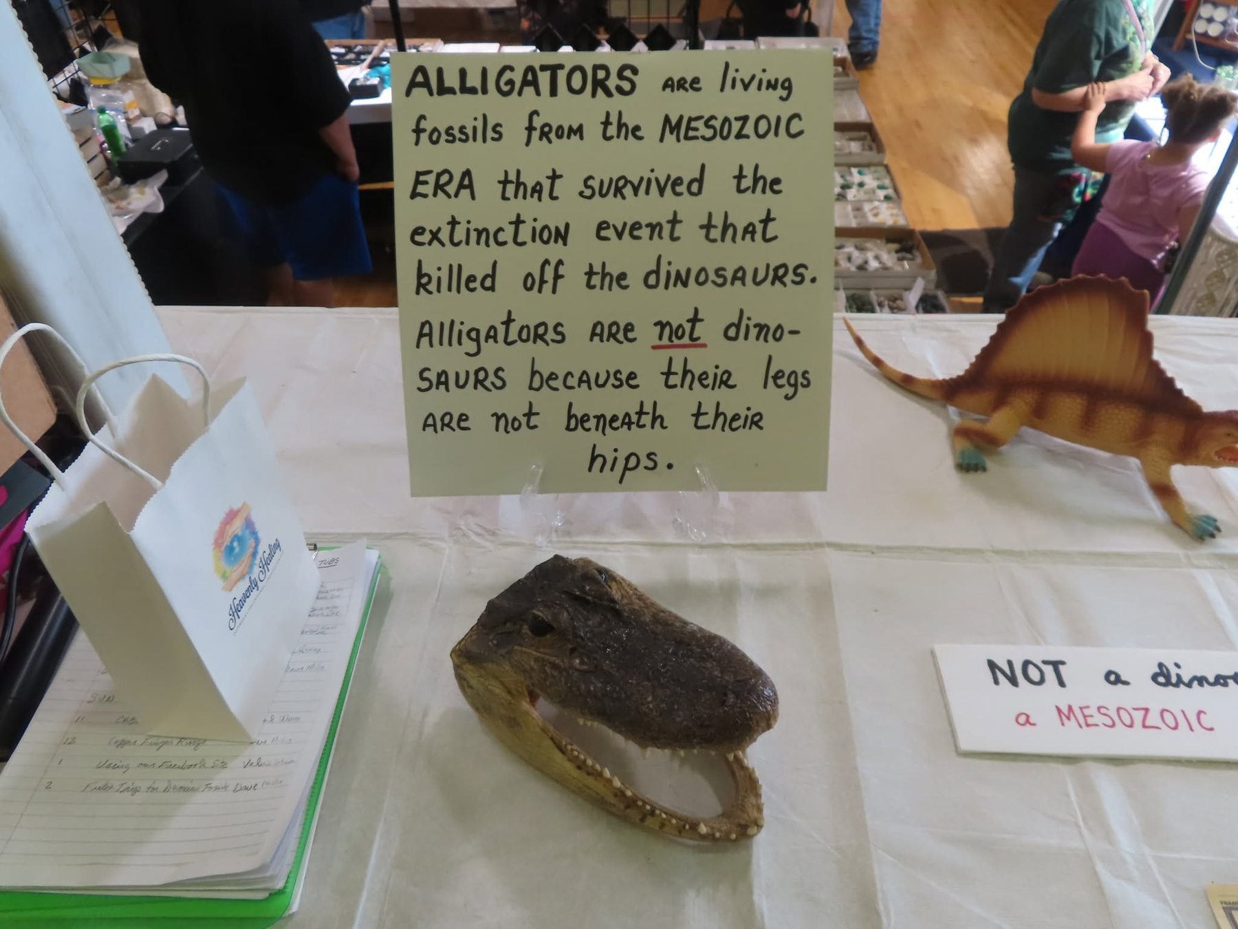 An educational display with an alligator skull and a hand-lettered sign about living fossils