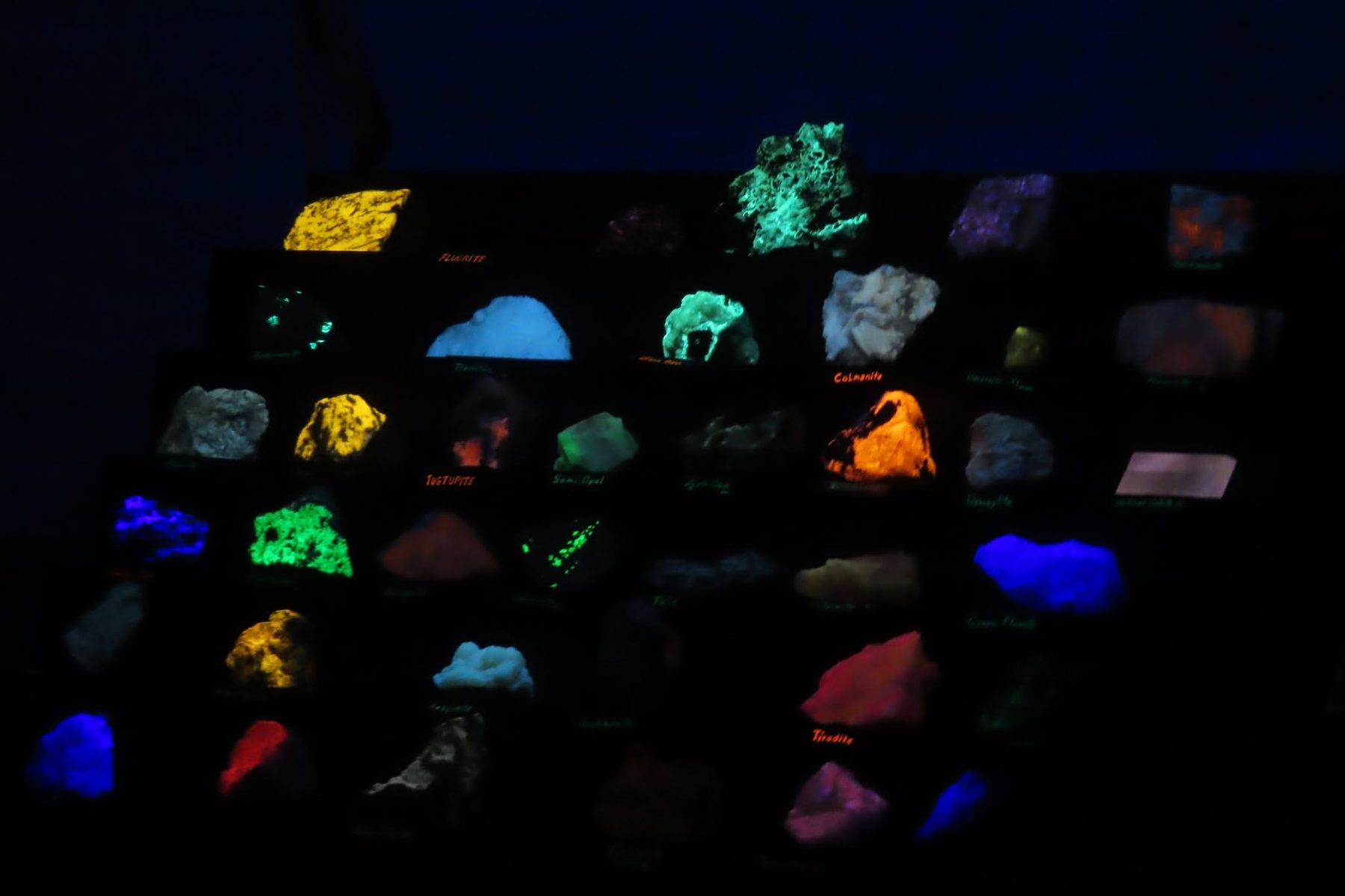 A member demonstrating fluorescent minerals glowing under ultraviolet light at the show